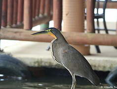 Bare-throated Tiger Heron