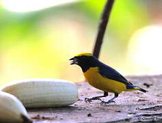 Yellow-crowned Euphonia