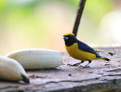 Yellow-crowned Euphonia