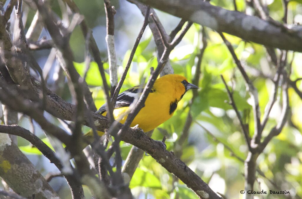 Oriole à dos rayé mâle juvénile