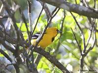 Oriole à dos rayé