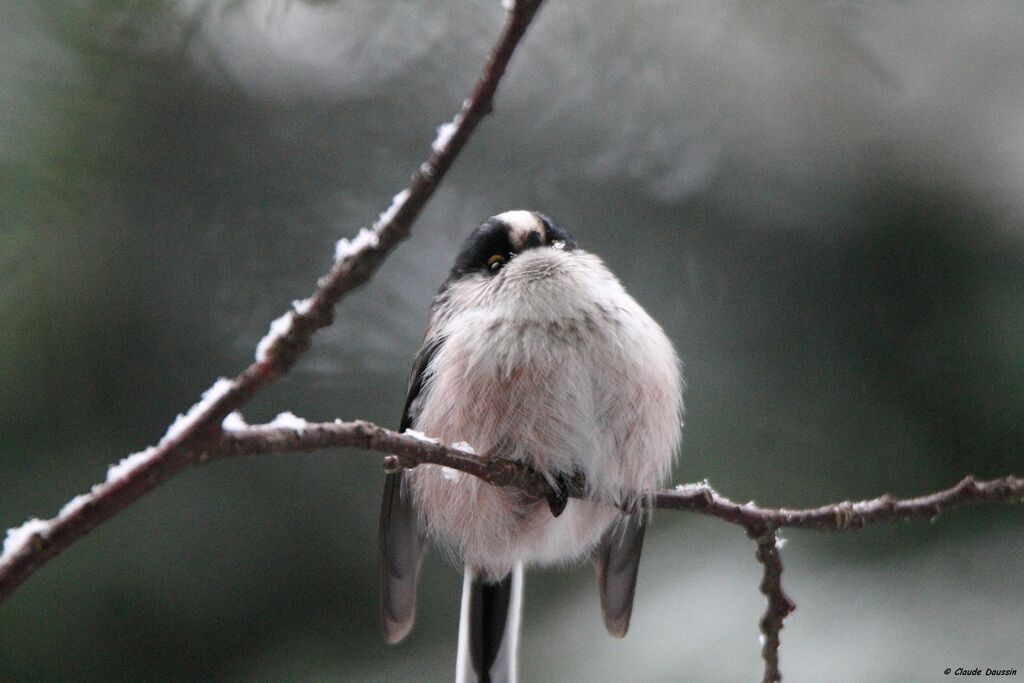 Long-tailed Tit