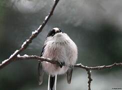 Long-tailed Tit