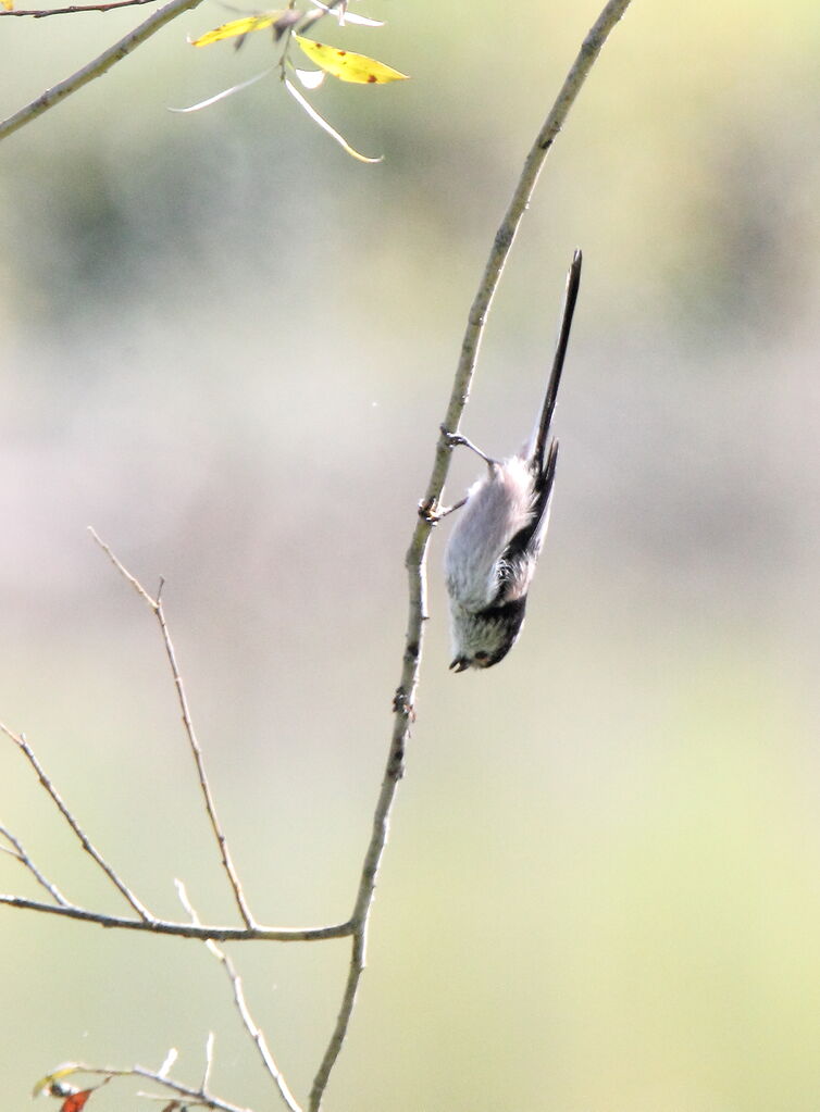 Long-tailed Tit