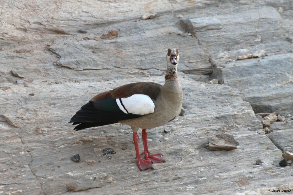 Egyptian Goose