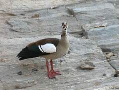 Egyptian Goose