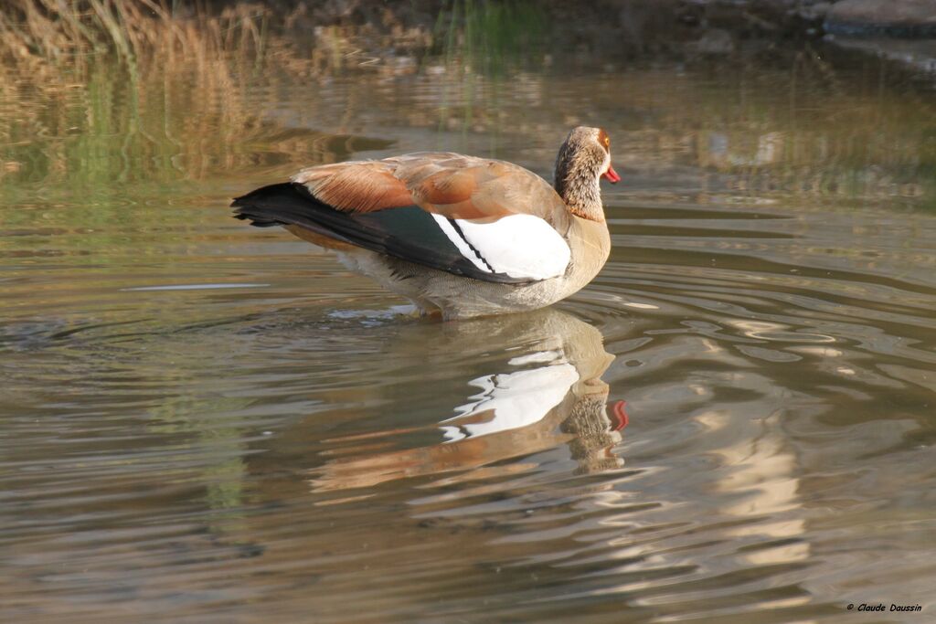 Egyptian Goose