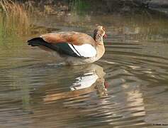 Egyptian Goose