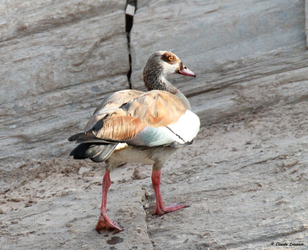 Egyptian Goose