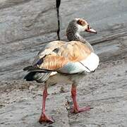 Egyptian Goose