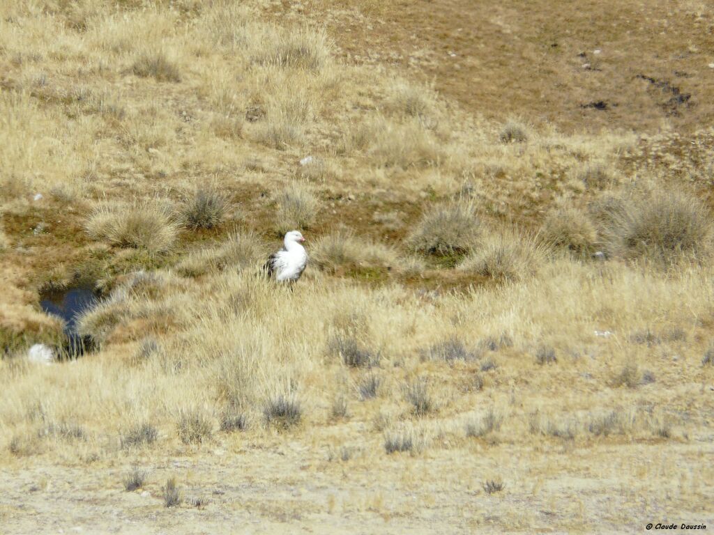 Andean Goose