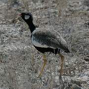 Northern Black Korhaan