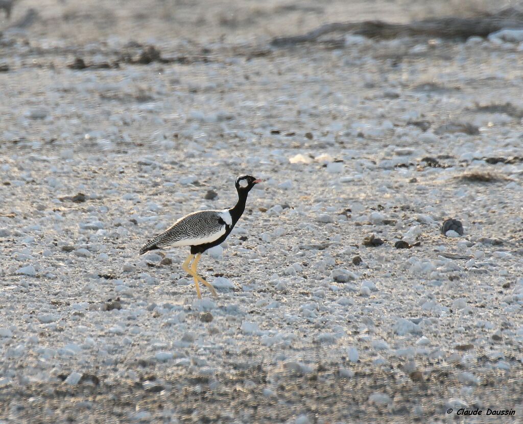 Northern Black Korhaan