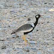 Northern Black Korhaan