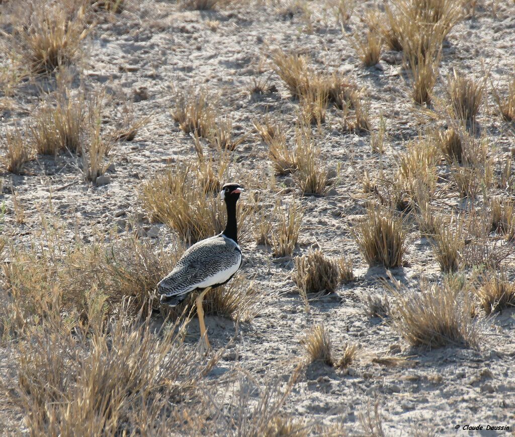 Northern Black Korhaan