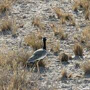 Northern Black Korhaan