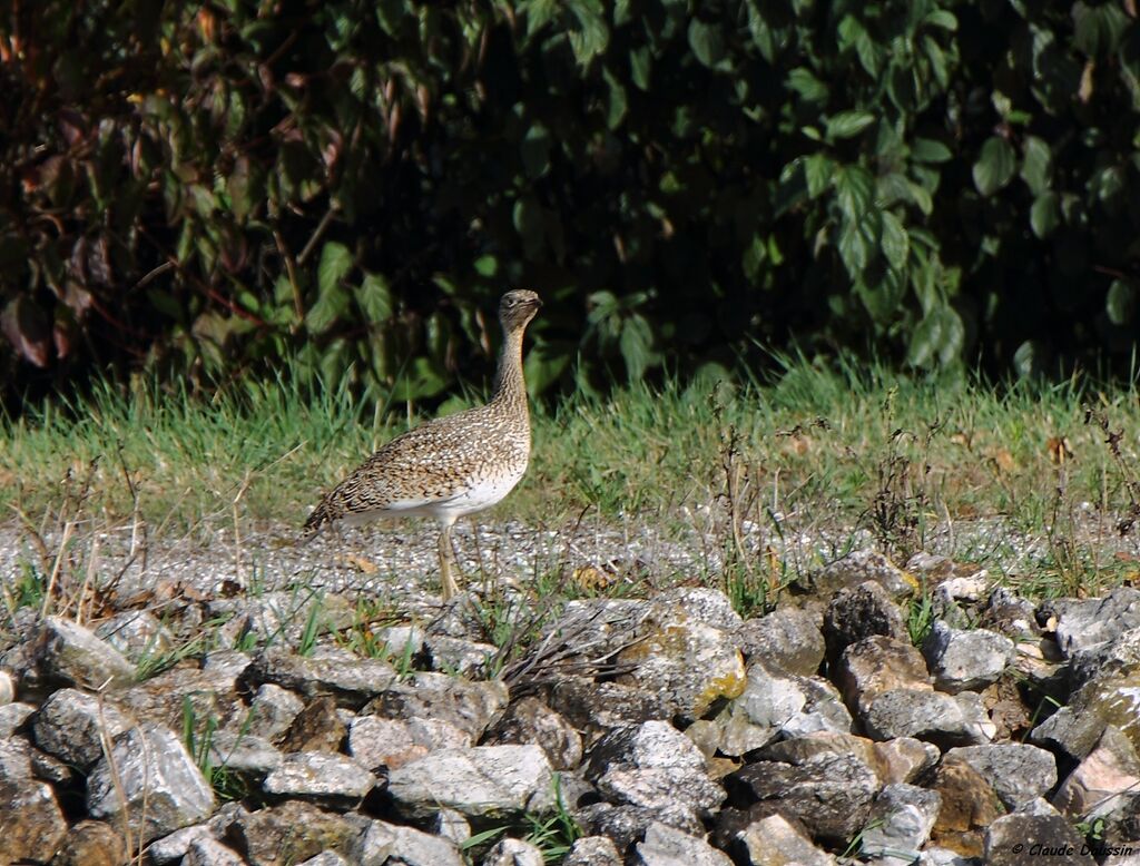 Little Bustard