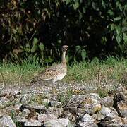 Little Bustard