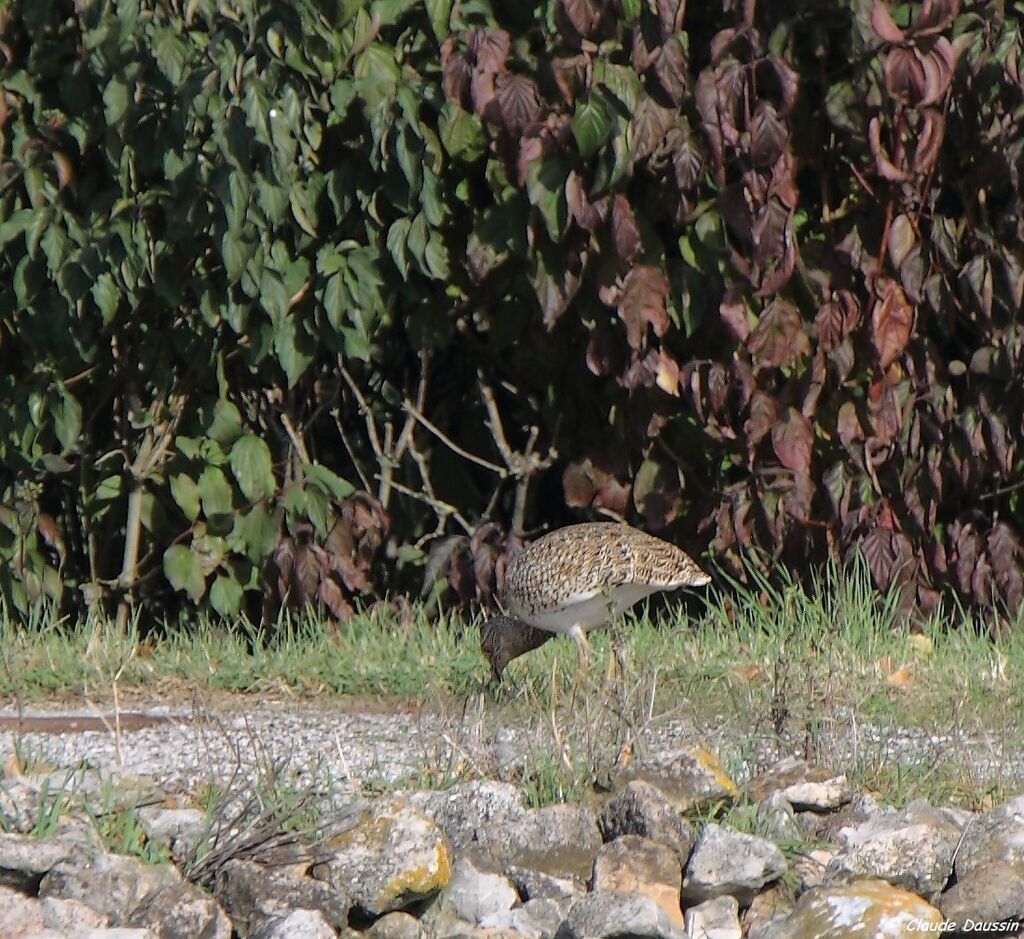 Little Bustard