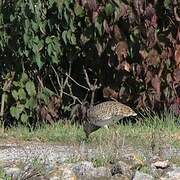 Outarde canepetière