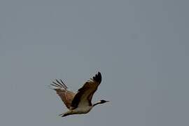 Ludwig's Bustard