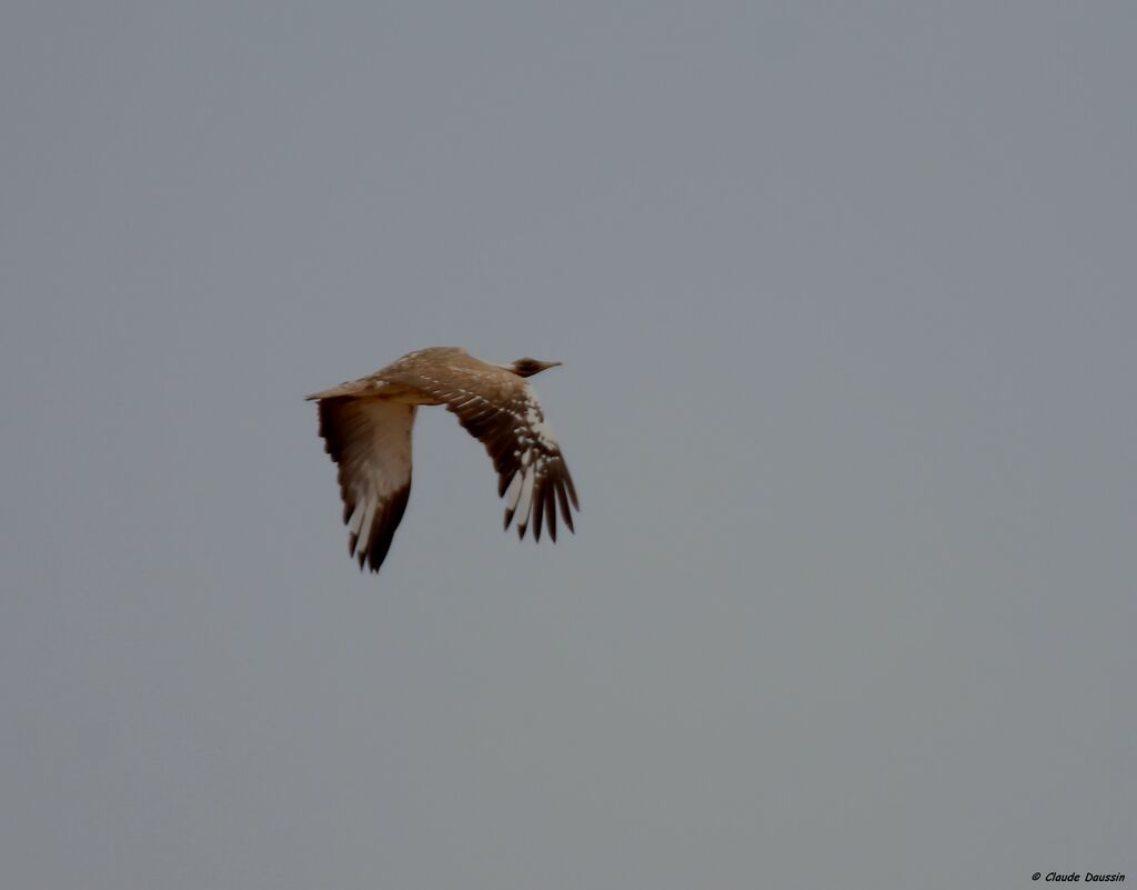Ludwig's Bustardadult, Flight