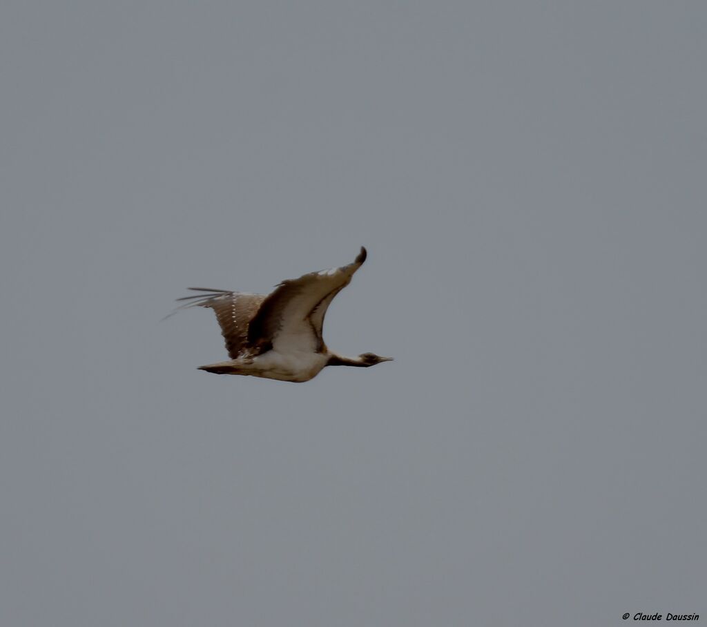 Ludwig's Bustard