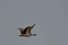 Ludwig's Bustard