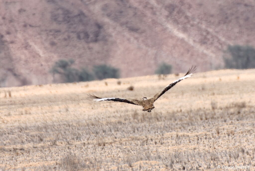 Ludwig's Bustard