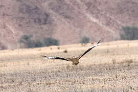 Ludwig's Bustard