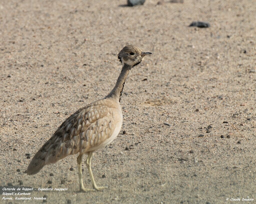 Rüppell's Korhaan