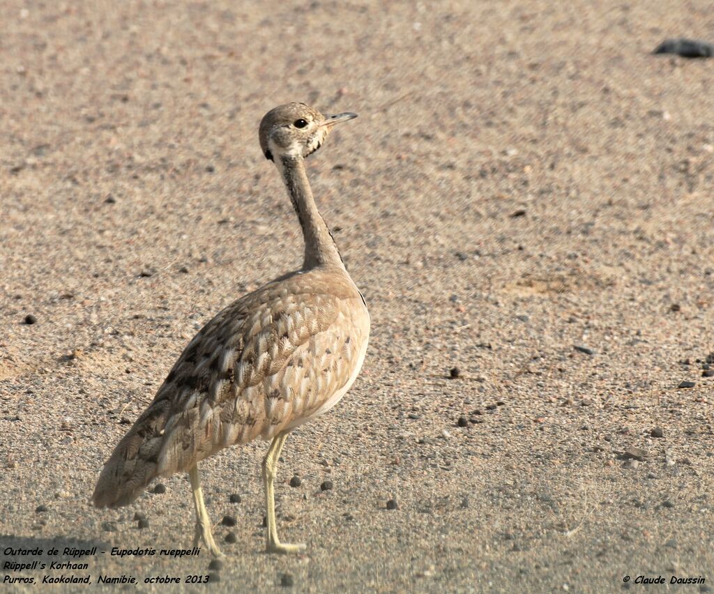 Rüppell's Korhaan