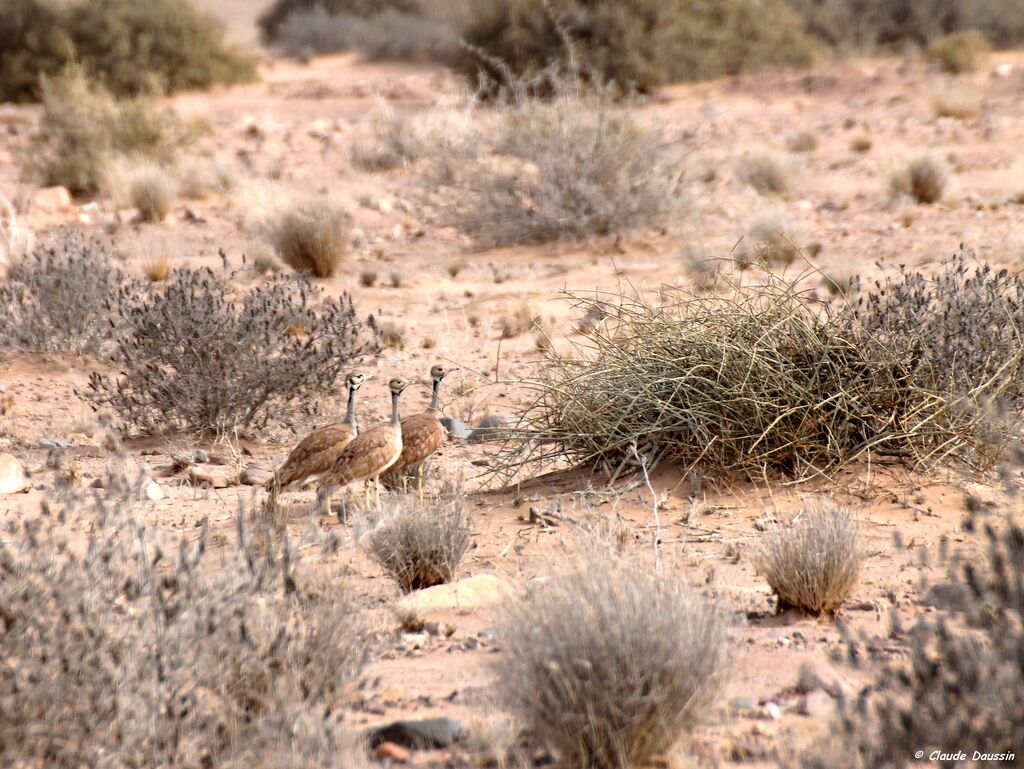 Rüppell's Korhaan