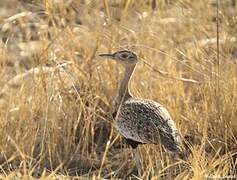 Red-crested Korhaan