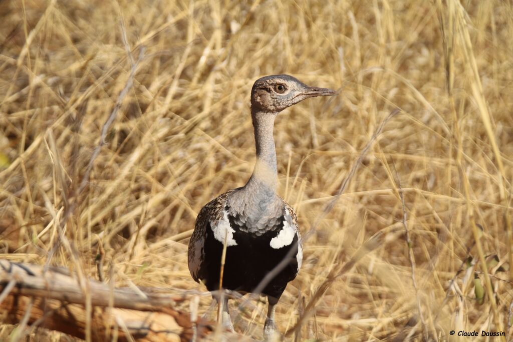 Red-crested Korhaan