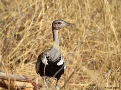 Red-crested Korhaan