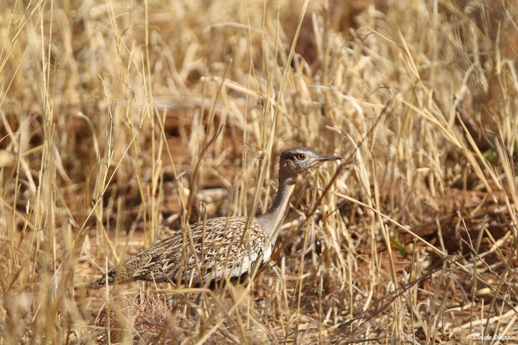 Red-crested Korhaan