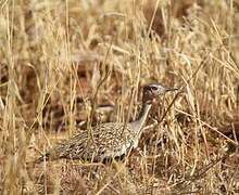 Red-crested Korhaan