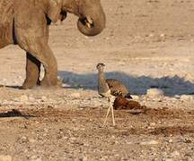 Kori Bustard