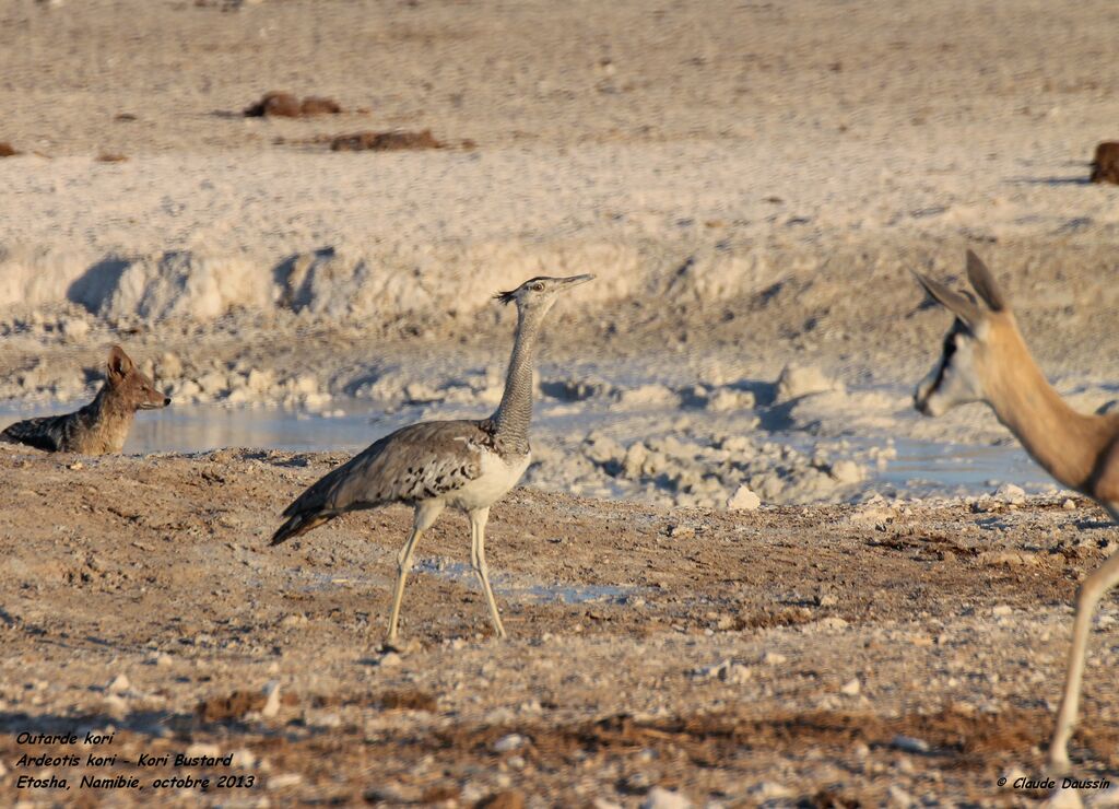 Kori Bustard