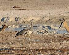 Kori Bustard