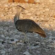 Kori Bustard