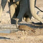 Kori Bustard