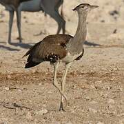 Kori Bustard