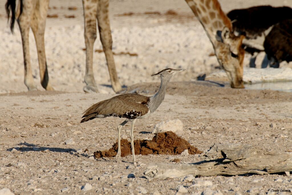 Kori Bustard