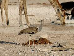 Kori Bustard