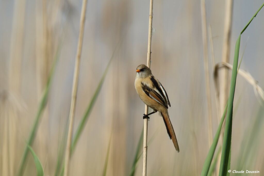 Bearded Reedling male juvenile