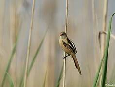 Bearded Reedling