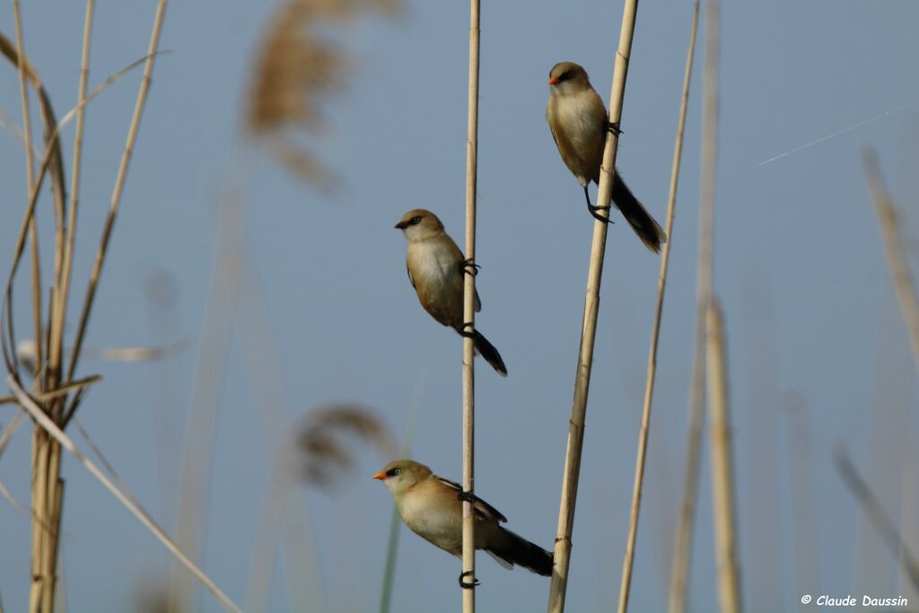 Bearded Reedlingjuvenile