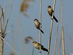 Bearded Reedling